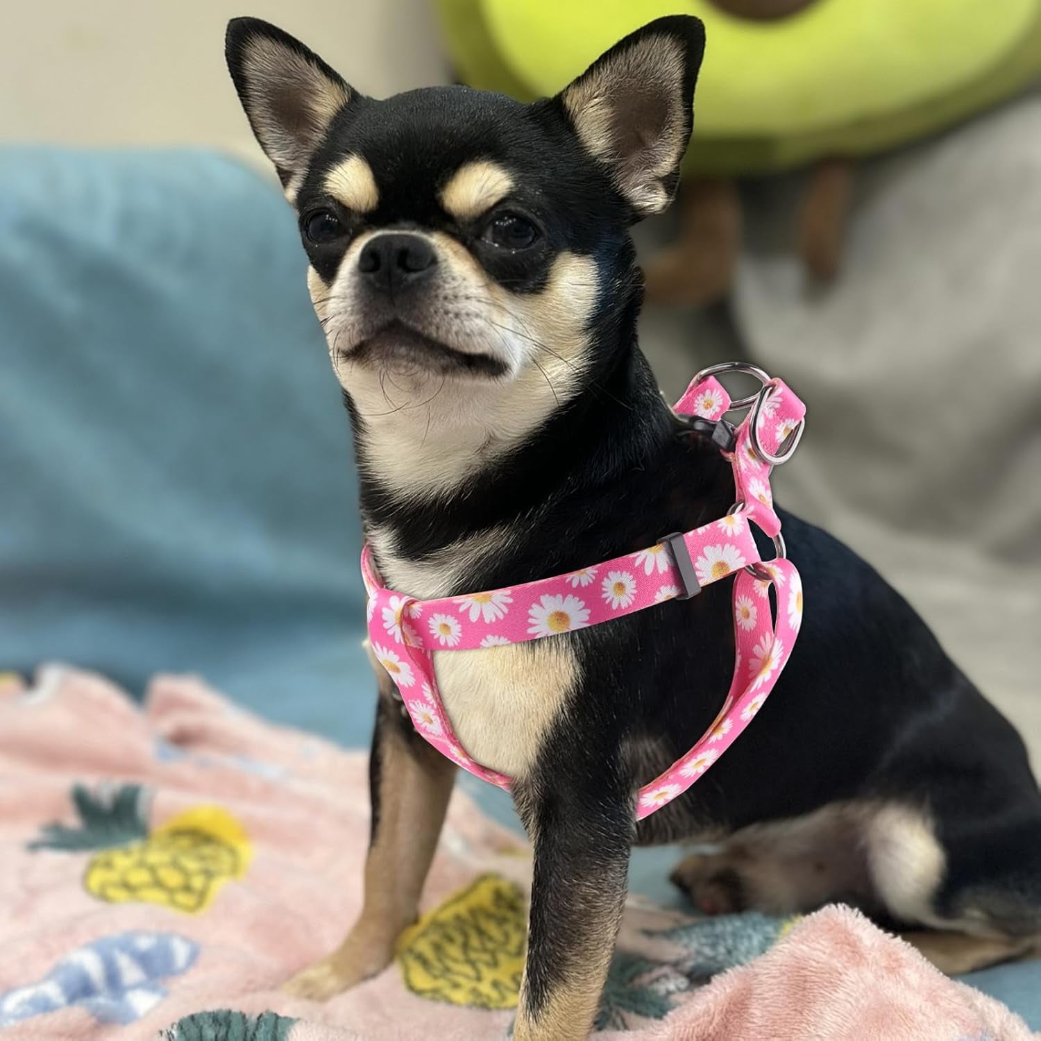 Dog Harness Leash Set Adjustable Heavy Duty No Pull Halter Harnesses for Small Medium Large Breed Dogs Back Clip Anti-Twist Perfect for Walking (S(14"-20" Chest Girth), Daisy)