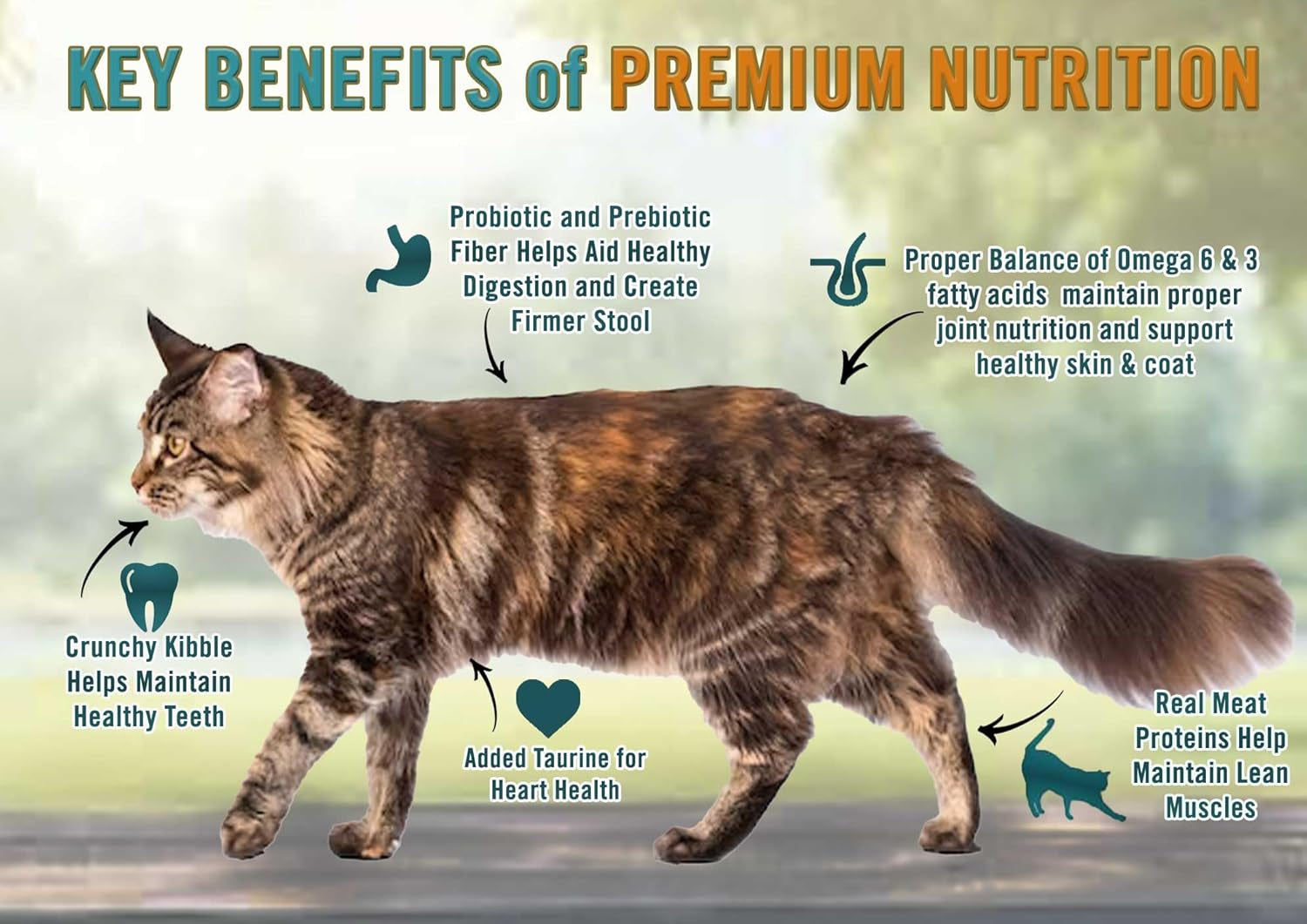 All Natural Premium Adult Dry Cat Food, Real Meat First Ingredient, No By-Products, Supports Heart, Gut & Immune Health, Chicken & Brown Rice, 4.5Lb