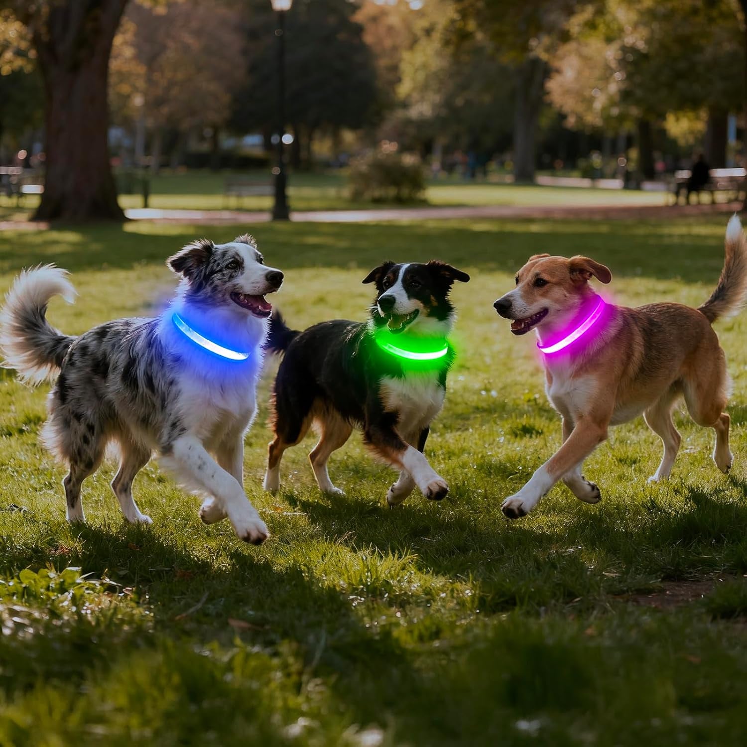 LED Dog Collar, Light up Dog Collar Adjustable USB Rechargeable Super Bright Safety Light Glowing Collars for Dogs(Medium,Green)