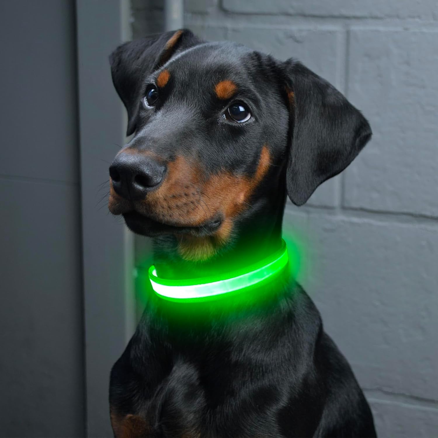 LED Dog Collar, Light up Dog Collar Adjustable USB Rechargeable Super Bright Safety Light Glowing Collars for Dogs(Medium,Green)